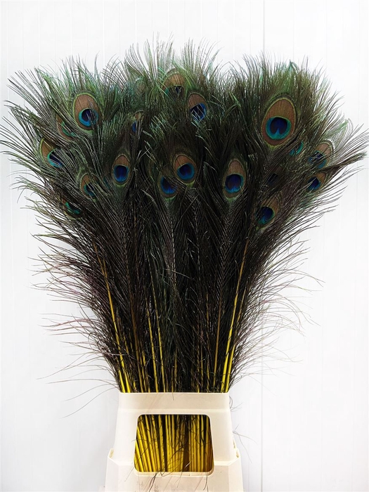 <h4>Deco Feather Peacock Yellow X50</h4>