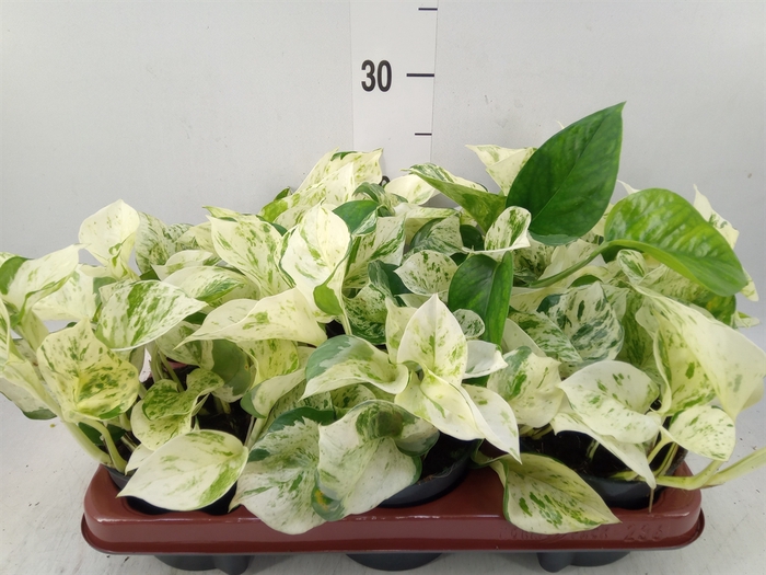 <h4>Epipremnum pinn. 'Happy Leaf'</h4>