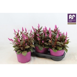 CEL WILD PINK