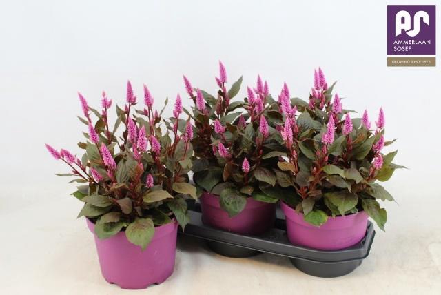 <h4>CEL WILD PINK</h4>