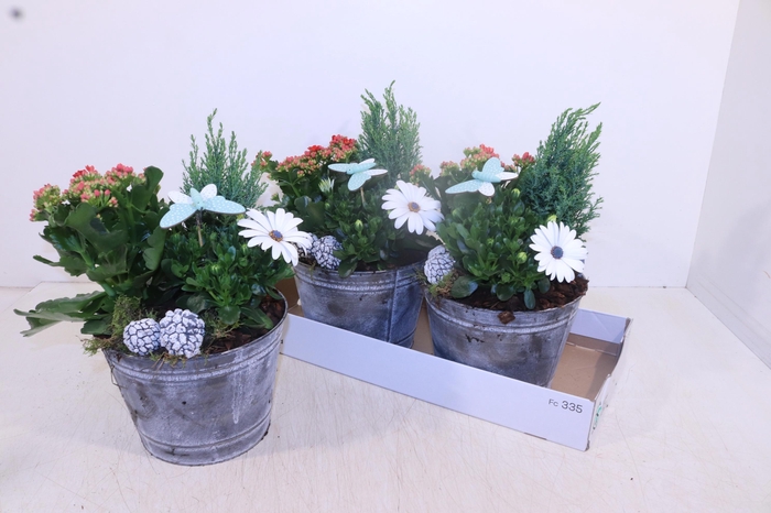 <h4>ARR TUINPLANTEN</h4>