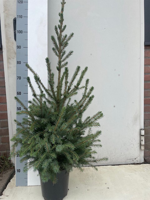 <h4>PICEA OMORIKA</h4>