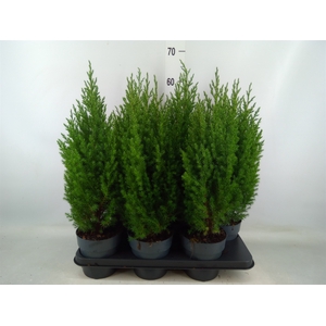 Juniperus chinensis 'Stricta'