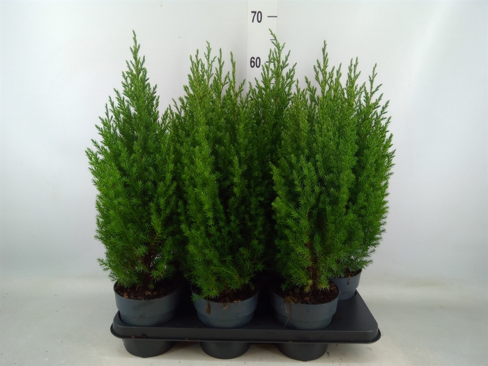 <h4>Juniperus chinensis 'Stricta'</h4>