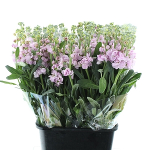 Matth Incana Iron Cherry Blossom