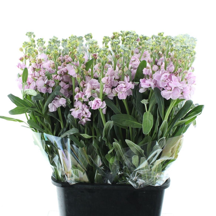 <h4>Matth Incana Iron Cherry Blossom</h4>