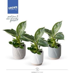 Mimesis Philodendron KARMA White Stripe 9cm | Evy