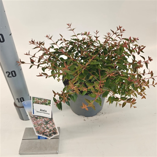 <h4>Abelia ‘Edward Goucher’</h4>