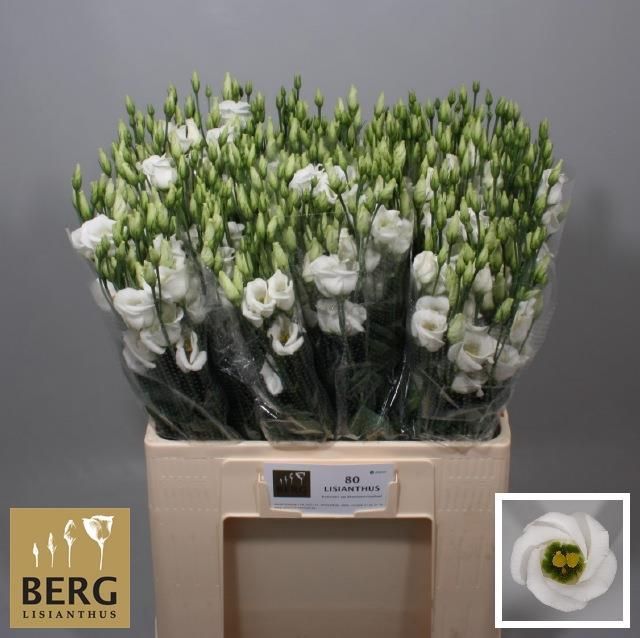 <h4>EUS E PICCO WHITE</h4>