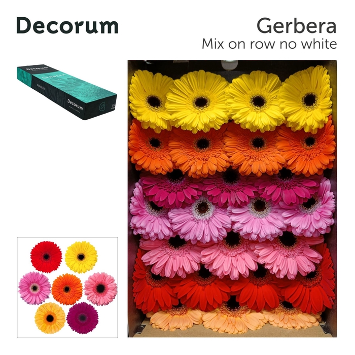 <h4>GERBERA GB   ...MIX OP RIJ GE GR MI</h4>