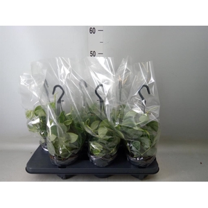 Scindapsus pictus 'Silvery Ann'