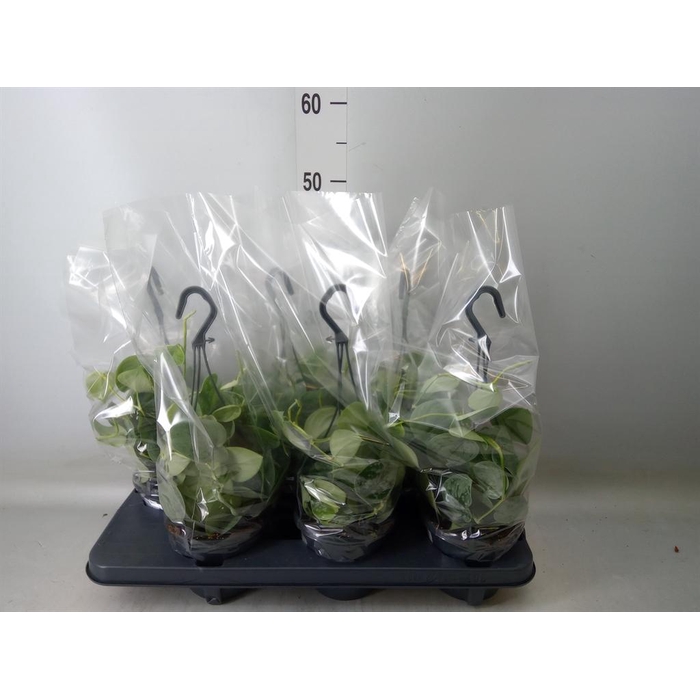 <h4>Scindapsus pictus 'Silvery Ann'</h4>