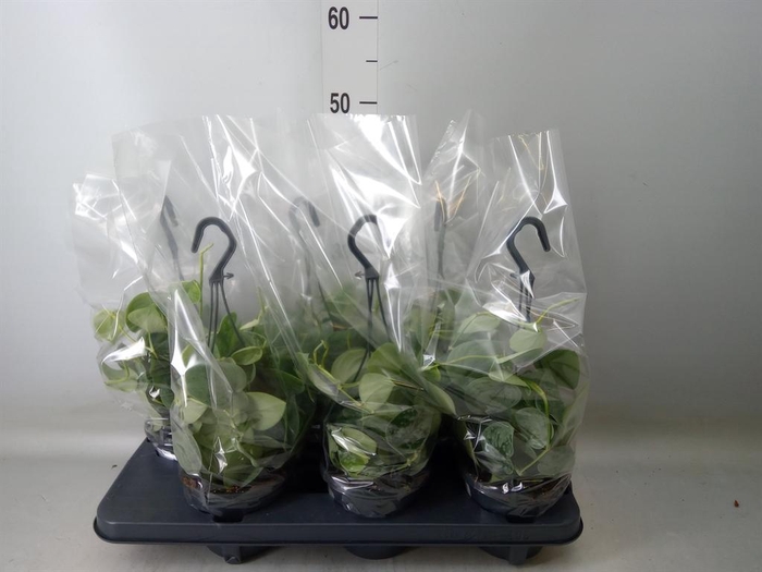 <h4>Scindapsus pictus 'Silvery Ann'</h4>