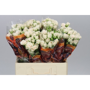 Rosa Tr Royal Porcelina Imp