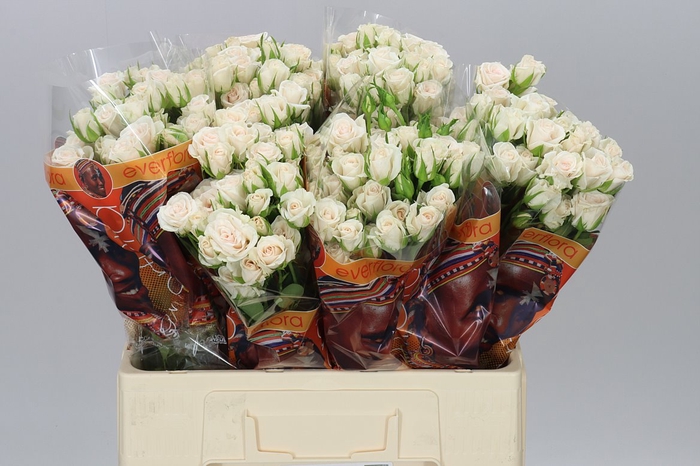 <h4>Rosa Tr Royal Porcelina Imp</h4>