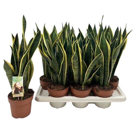 <h4>Sansevieria Laurentii</h4>