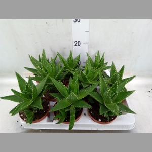 Aloe   ...