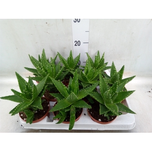 Aloe   ...