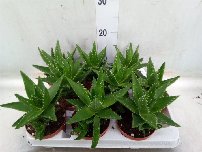 <h4>Aloe   ...</h4>
