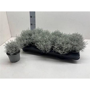 Leucoph Brownii