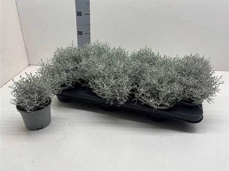 <h4>Leucoph Brownii</h4>