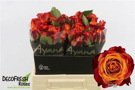 <h4>R Gr Atomic</h4>