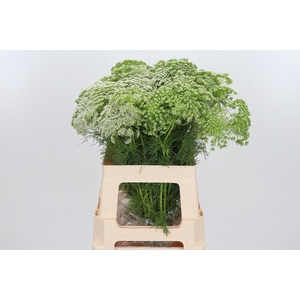 Ammi Majus Visnaga