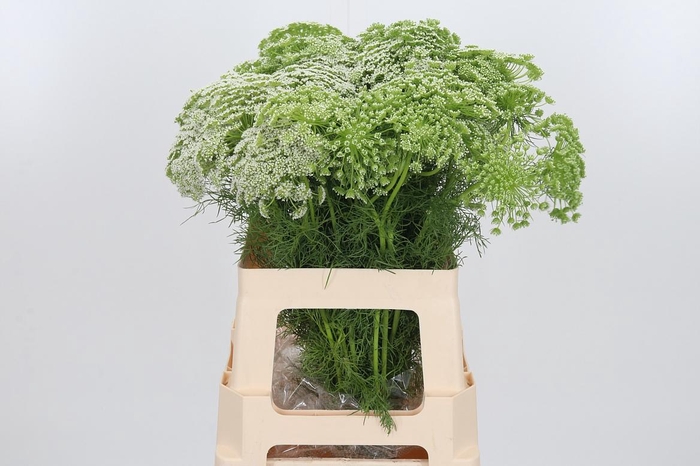 <h4>Ammi Majus Visnaga</h4>