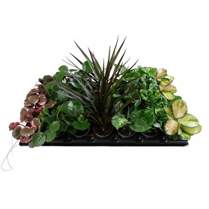 GREEN MIX LUNDAGER P6 X 28