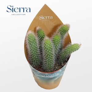 Hildewinteria Colademoninis (Sierra) Sierra Collection