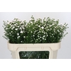 Aster White Gypsy