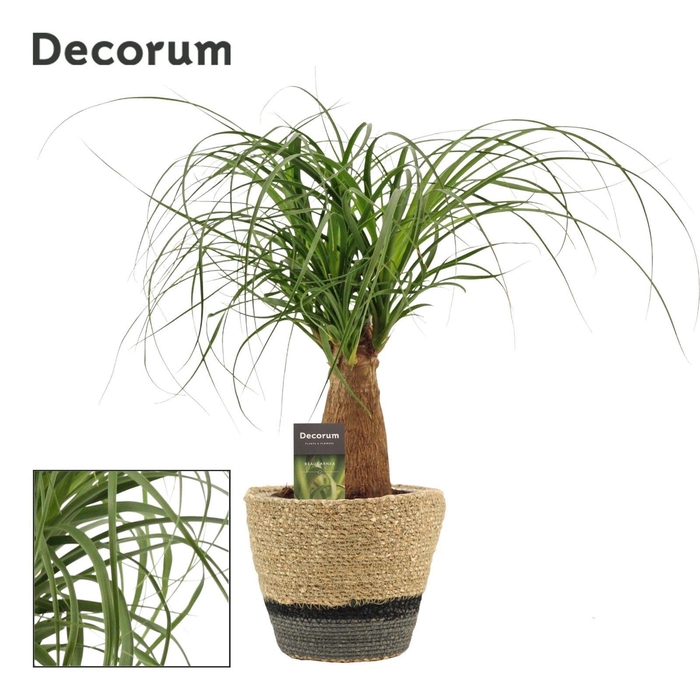 <h4>Beaucarnea recht 12 cm in Hanoi mand grijs(Deco-collection)</h4>