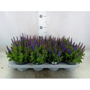 Salvia nemorosa 'Sensation Blue Dp'