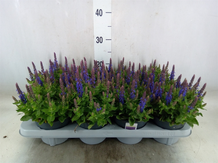 <h4>Salvia nemorosa 'Sensation Blue Dp'</h4>