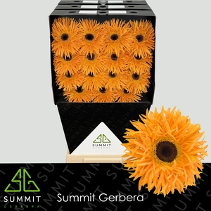 Gerbera Spider Bambu Diamond