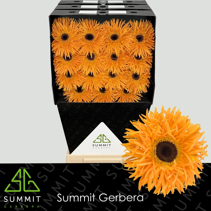 <h4>Gerbera Spider Bambu Diamond</h4>