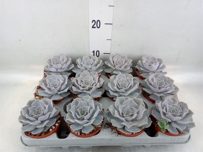 <h4>Echeveria lilacina</h4>