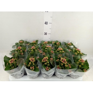 Kalanchoe  'MoreFlow Augusta'