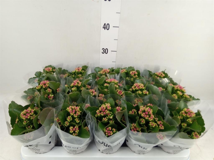 <h4>Kalanchoe  'MoreFlow Augusta'</h4>