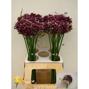 Allium Purpl Mystery