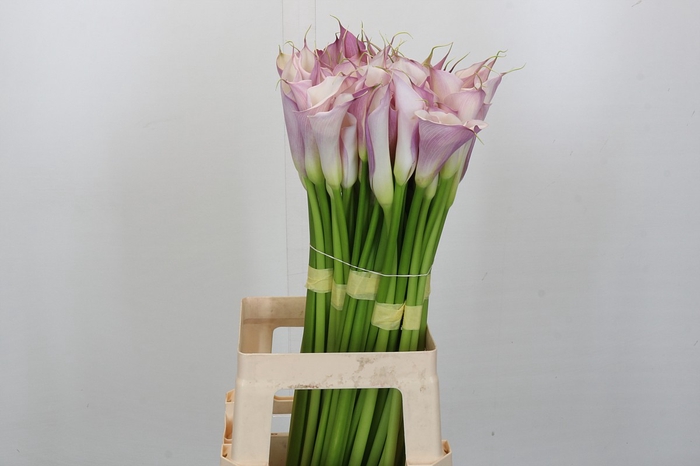 Zantedeschia Eydolls Purple White