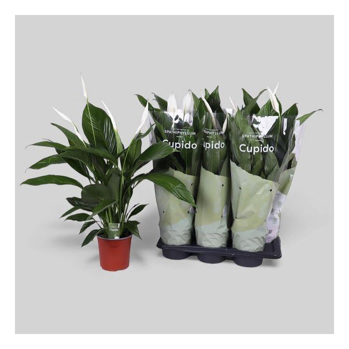 <h4>Spath Bingo Cupido</h4>