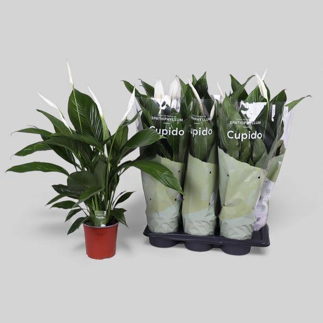 <h4>Spath Bingo Cupido</h4>