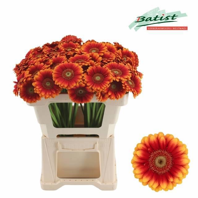 <h4>GE MI JUANITA</h4>