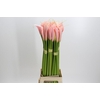 Zantedeschia Eydolls Salmon