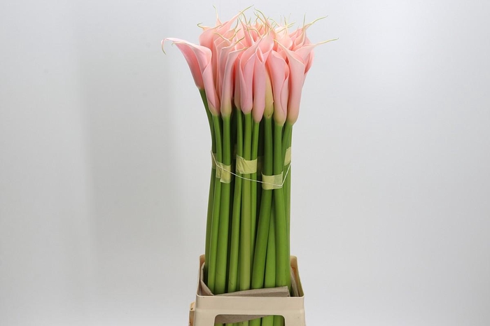 <h4>Zantedeschia Eydolls Salmon</h4>