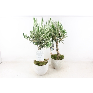 arr3 SN - Beton pot Olijf Hoog