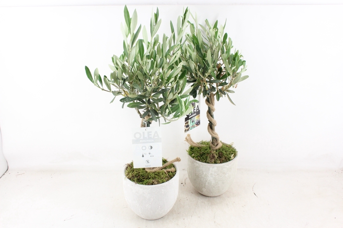 <h4>arr3 SN - Beton pot Olijf Hoog</h4>