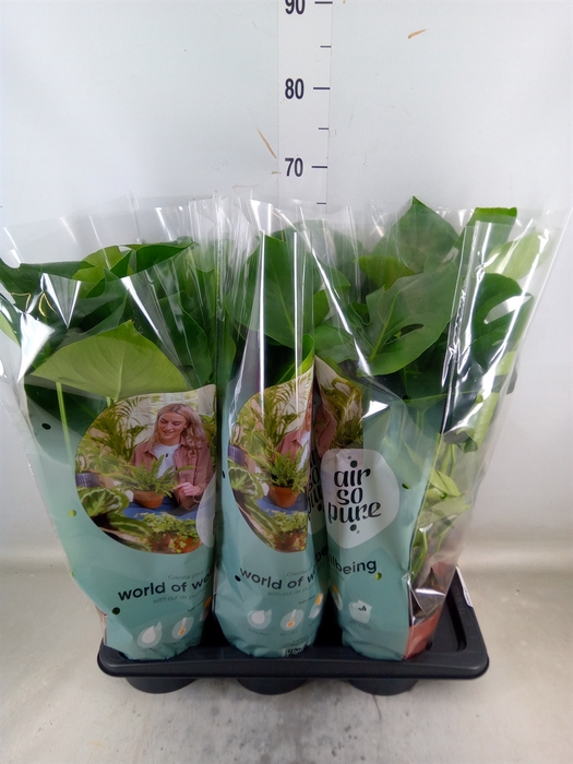 <h4>Monstera delic.</h4>