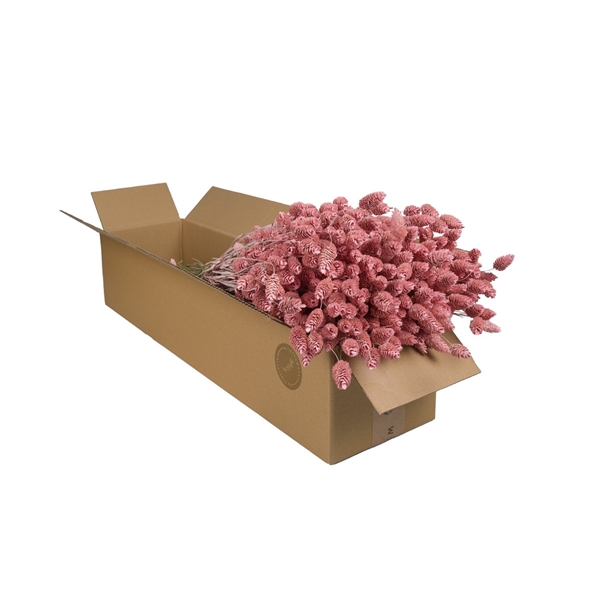 <h4>Droogbloemen-Phalaris Pink Misty</h4>